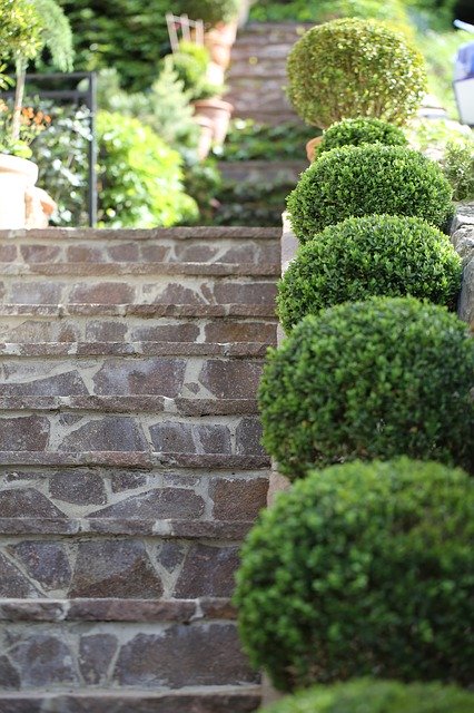 Free download Buxus Stairs Plant -  free photo or picture to be edited with GIMP online image editor