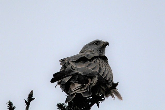 Free download Buzzard Treetop Feather -  free photo or picture to be edited with GIMP online image editor