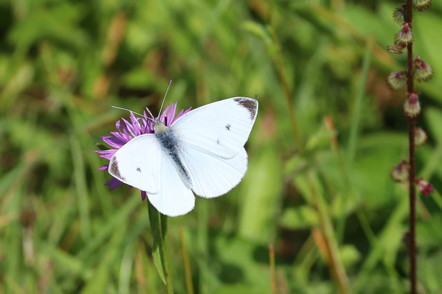 Free download cabbage butterfly flower pollinate free picture to be edited with GIMP free online image editor