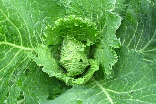 Free download Cabbage Foliage Green -  free photo or picture to be edited with GIMP online image editor