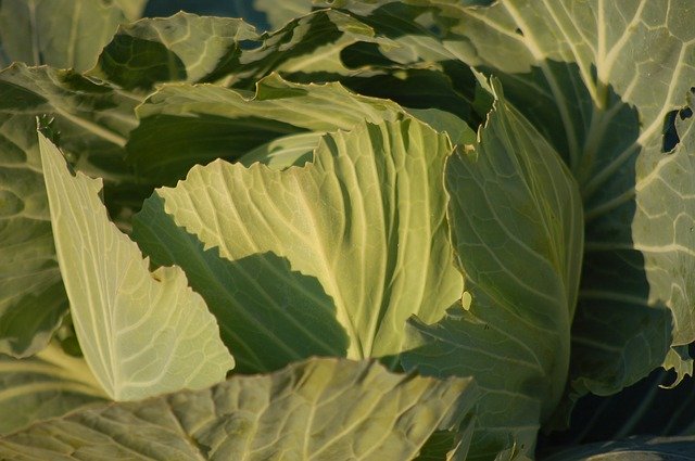 Free download Cabbage Garden Winter -  free photo or picture to be edited with GIMP online image editor