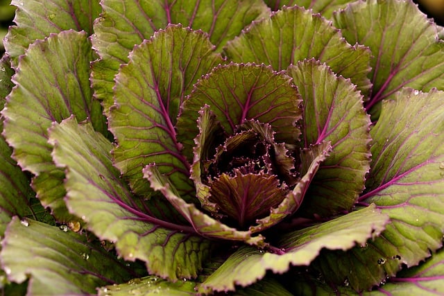 Free download cabbage giant cabbage flora forest free picture to be edited with GIMP free online image editor