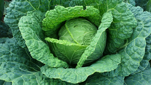 Free download cabbage green leaves vegetables free picture to be edited with GIMP free online image editor