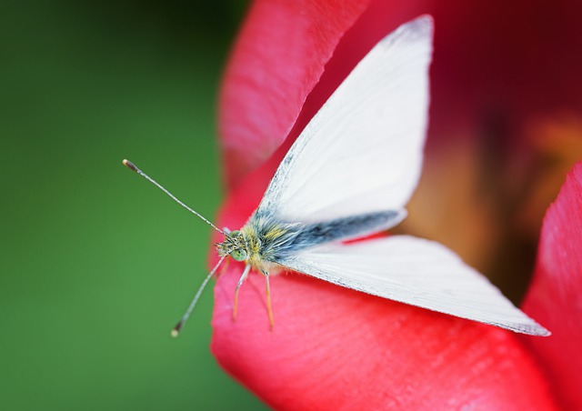 Free download cabbage moth insect moth free picture to be edited with GIMP free online image editor