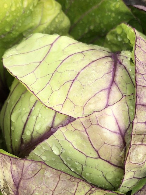 Free download Cabbage Raindrops Vegetable -  free photo or picture to be edited with GIMP online image editor