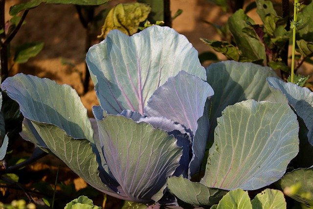 Free download cabbage red cabbage blue cabbage free picture to be edited with GIMP free online image editor