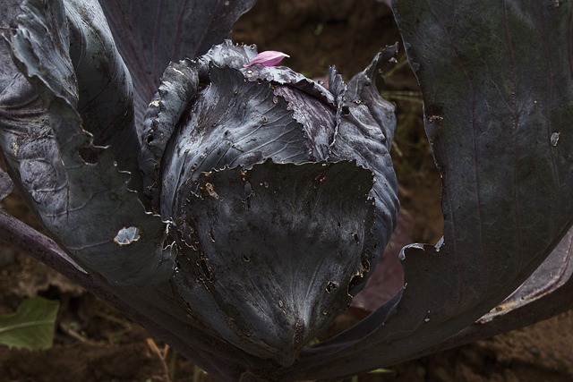 Free download cabbage red cabbage vegetables free picture to be edited with GIMP free online image editor