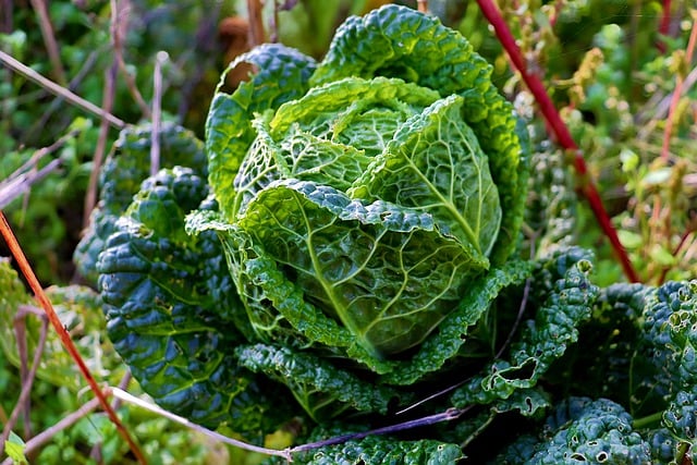 Free download cabbage vegetable plant leaves free picture to be edited with GIMP free online image editor