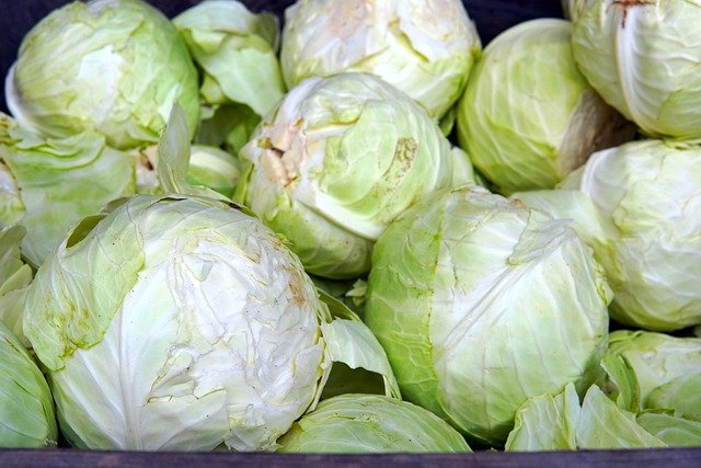 Free download cabbage vegetables food healthy free picture to be edited with GIMP free online image editor