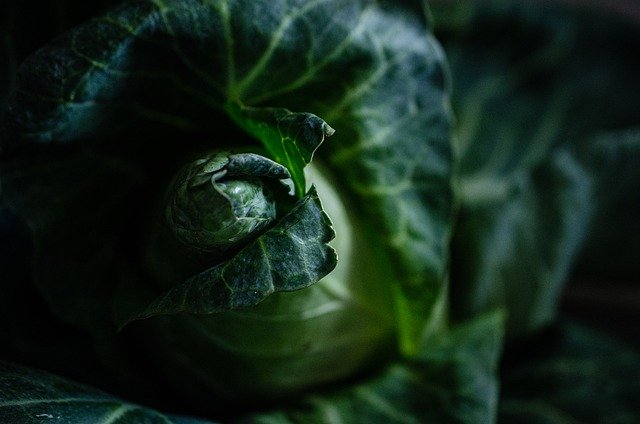 Free download cabbage vegetable veggie farm free picture to be edited with GIMP free online image editor