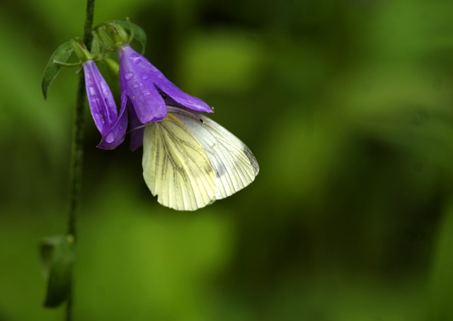 Free download cabbage white butterfly bellflower free picture to be edited with GIMP free online image editor