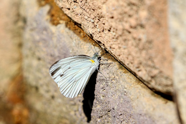 Free download cabbage white butterfly insect free picture to be edited with GIMP free online image editor