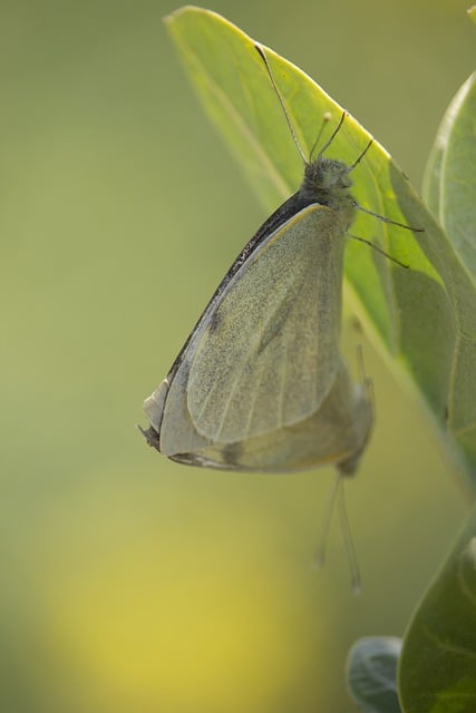 Free download cabbage white butterfly nature free picture to be edited with GIMP free online image editor