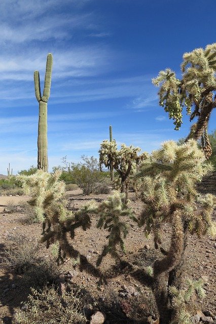 Free download Cactus Arizona Desert -  free photo or picture to be edited with GIMP online image editor