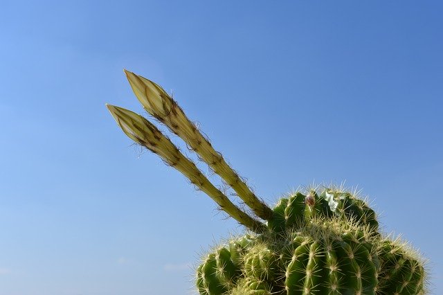 Free download Cactus Bloom Flowers -  free photo or picture to be edited with GIMP online image editor