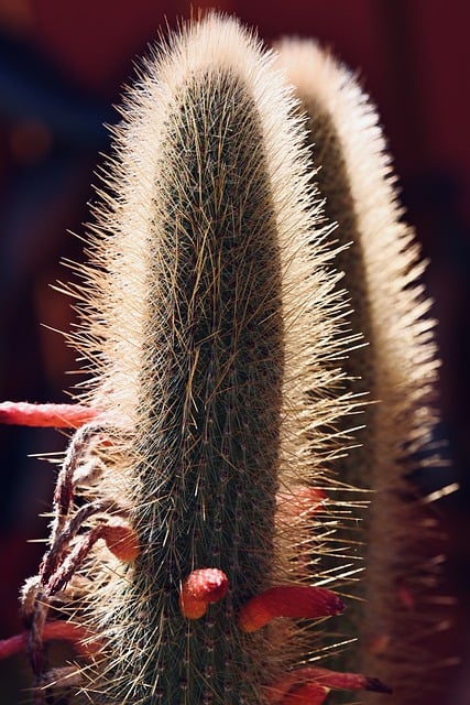 Free download cactus bloom nature flower free picture to be edited with GIMP free online image editor