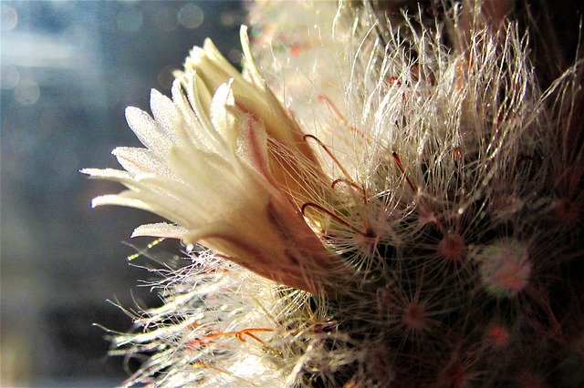 Free download Cactus Bloom Sun -  free photo or picture to be edited with GIMP online image editor