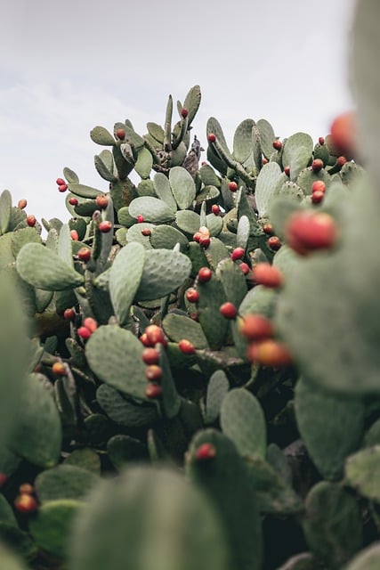 Free download cactus cacti fruit desert nature free picture to be edited with GIMP free online image editor