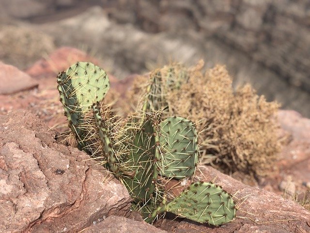 Free download Cactus Cacti Rocks -  free photo or picture to be edited with GIMP online image editor