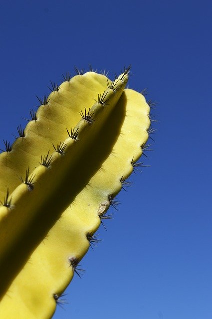 Free download Cactus Cactu Nature -  free photo or picture to be edited with GIMP online image editor