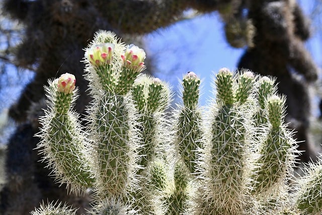 Free download cactus desert flower bloom spring free picture to be edited with GIMP free online image editor