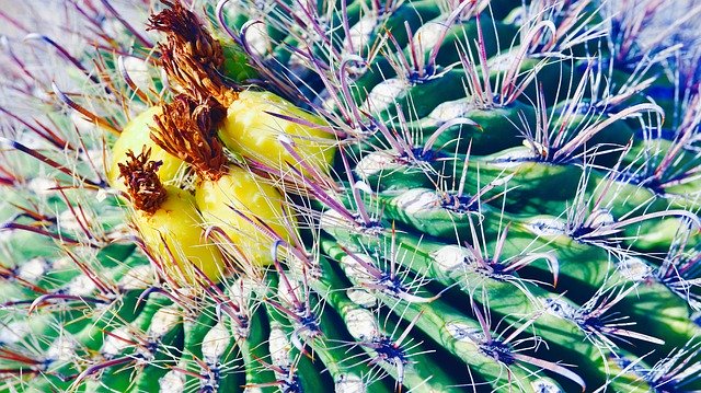 Descărcare gratuită Cactus Desert Plant - fotografie sau imagini gratuite pentru a fi editate cu editorul de imagini online GIMP