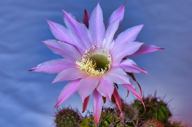 Free download Cactus Flower Desert Blooms -  free photo or picture to be edited with GIMP online image editor