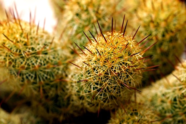 Free download cactus flower flora nature free picture to be edited with GIMP free online image editor