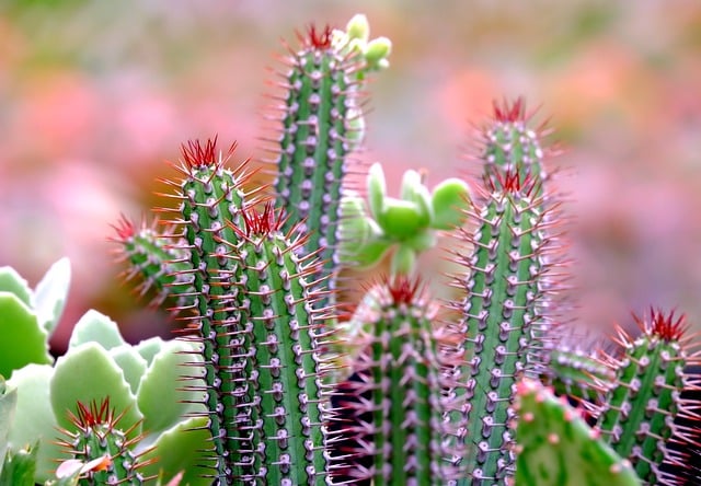 Free download cactus flower nature flora plant free picture to be edited with GIMP free online image editor