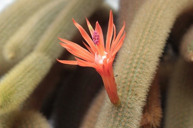 Free download Cactus Flower Orange -  free photo or picture to be edited with GIMP online image editor