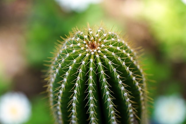 Free download cactus flower plant macro affix free picture to be edited with GIMP free online image editor