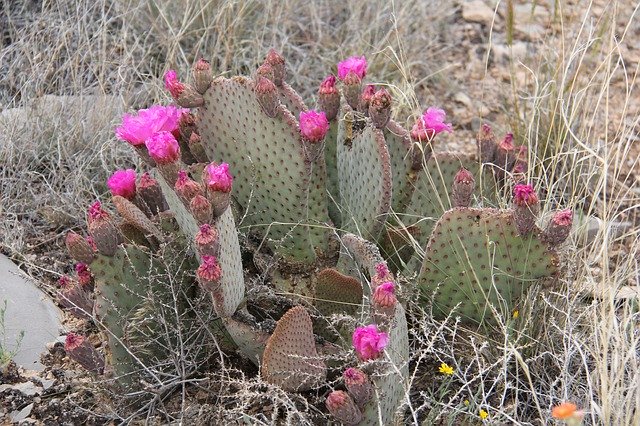 Free download Cactus Flowers Succulent free photo template to be edited with GIMP online image editor