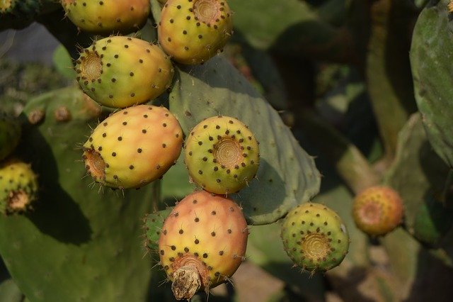 Free download Cactus Fruit Close Up -  free photo or picture to be edited with GIMP online image editor