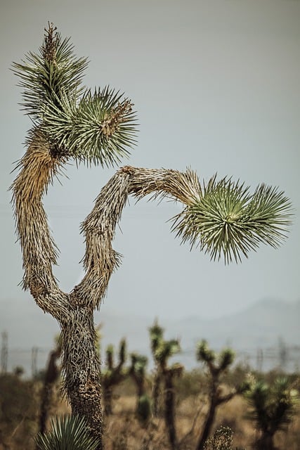 Free download cactus nature desert free picture to be edited with GIMP free online image editor