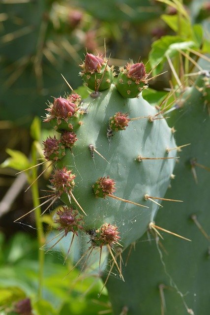 Free download Cactus Nature Green -  free photo or picture to be edited with GIMP online image editor