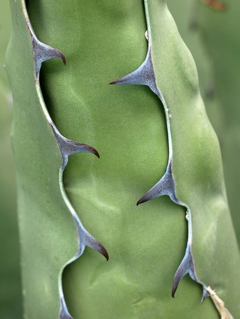 Free download cactus nature plants desert free picture to be edited with GIMP free online image editor