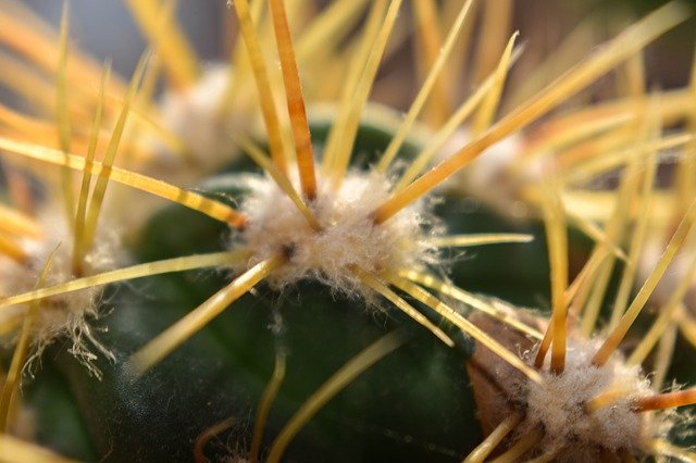 Free download Cactus Plant Close-Up -  free photo or picture to be edited with GIMP online image editor