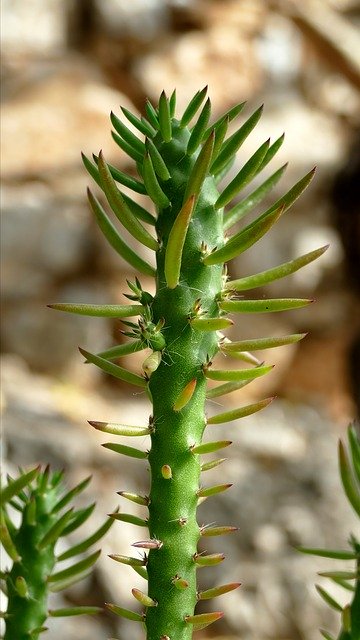 Free download Cactus Plant Mediterranean -  free photo or picture to be edited with GIMP online image editor