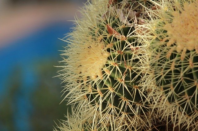 Free download Cactus Prickly Plant Botanical -  free photo or picture to be edited with GIMP online image editor