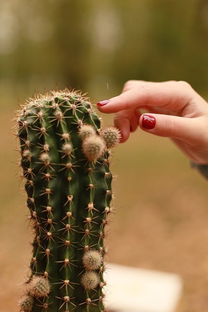 Free download cactus prickly plant green botany free picture to be edited with GIMP free online image editor