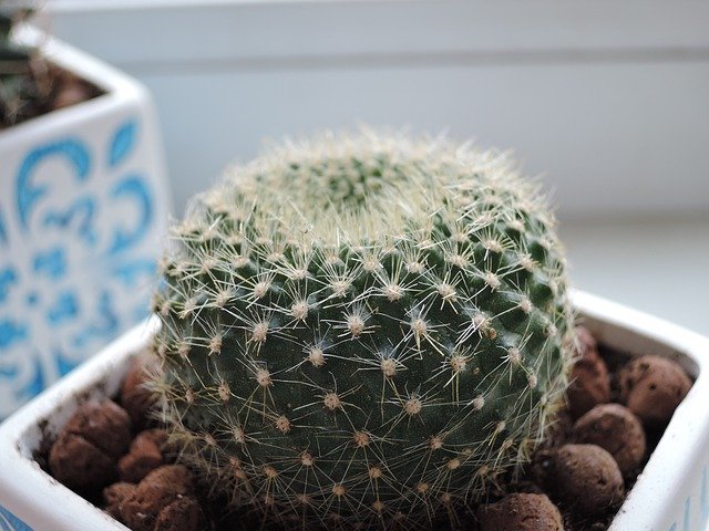 Unduh gratis Cactus Round Scratchy - foto atau gambar gratis untuk diedit dengan editor gambar online GIMP