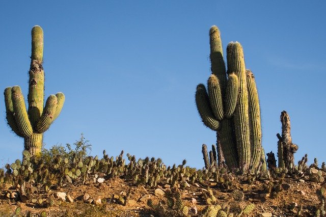 Free download Cactus Sky Stones -  free photo or picture to be edited with GIMP online image editor