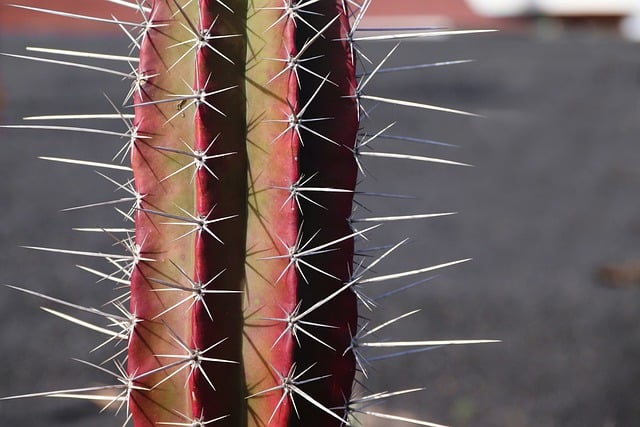 Free download cactus spur prickly plant tropical free picture to be edited with GIMP free online image editor