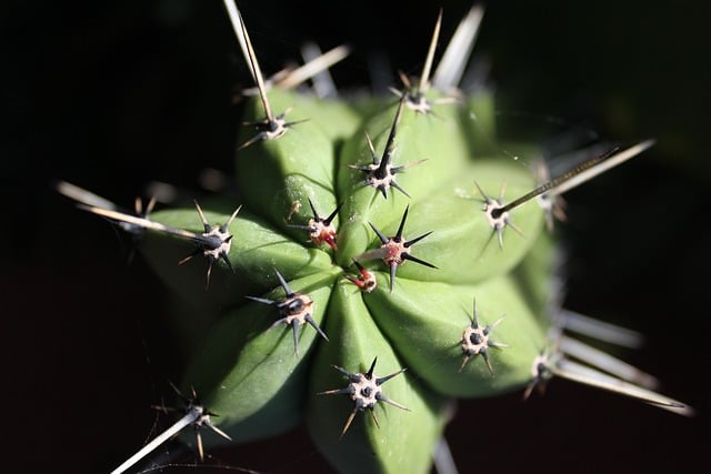 Free download cactus succulent desert plant free picture to be edited with GIMP free online image editor