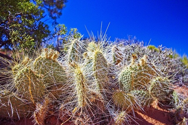 Free download Cactus Succulent Nature -  free photo or picture to be edited with GIMP online image editor