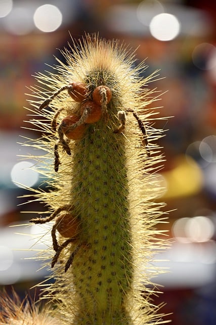 Free download cactus succulent plant desert free picture to be edited with GIMP free online image editor