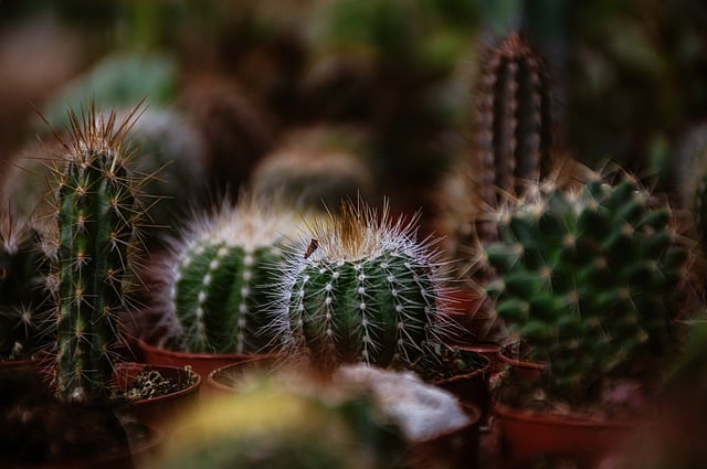 Free download cactus succulent potted plants free picture to be edited with GIMP free online image editor