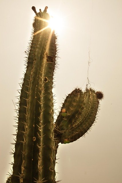 Free download Cactus Sun Desert -  free photo or picture to be edited with GIMP online image editor