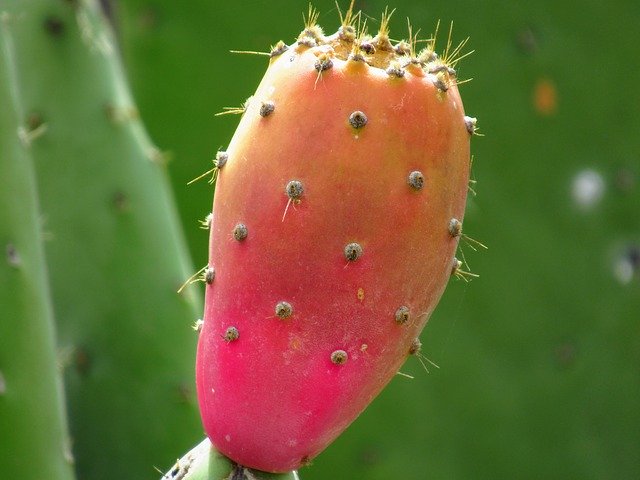 Free download Cactus Tenerife Plant -  free photo or picture to be edited with GIMP online image editor