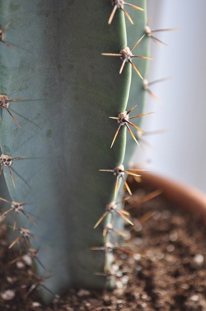 Free download Cactus Thorns Plants -  free photo or picture to be edited with GIMP online image editor